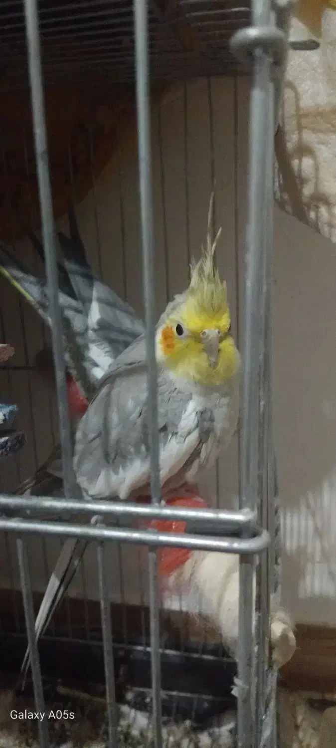 یک جفت عروس هلندی سالم همراه با قفس|پرنده|مشکیندشت, |دیوار