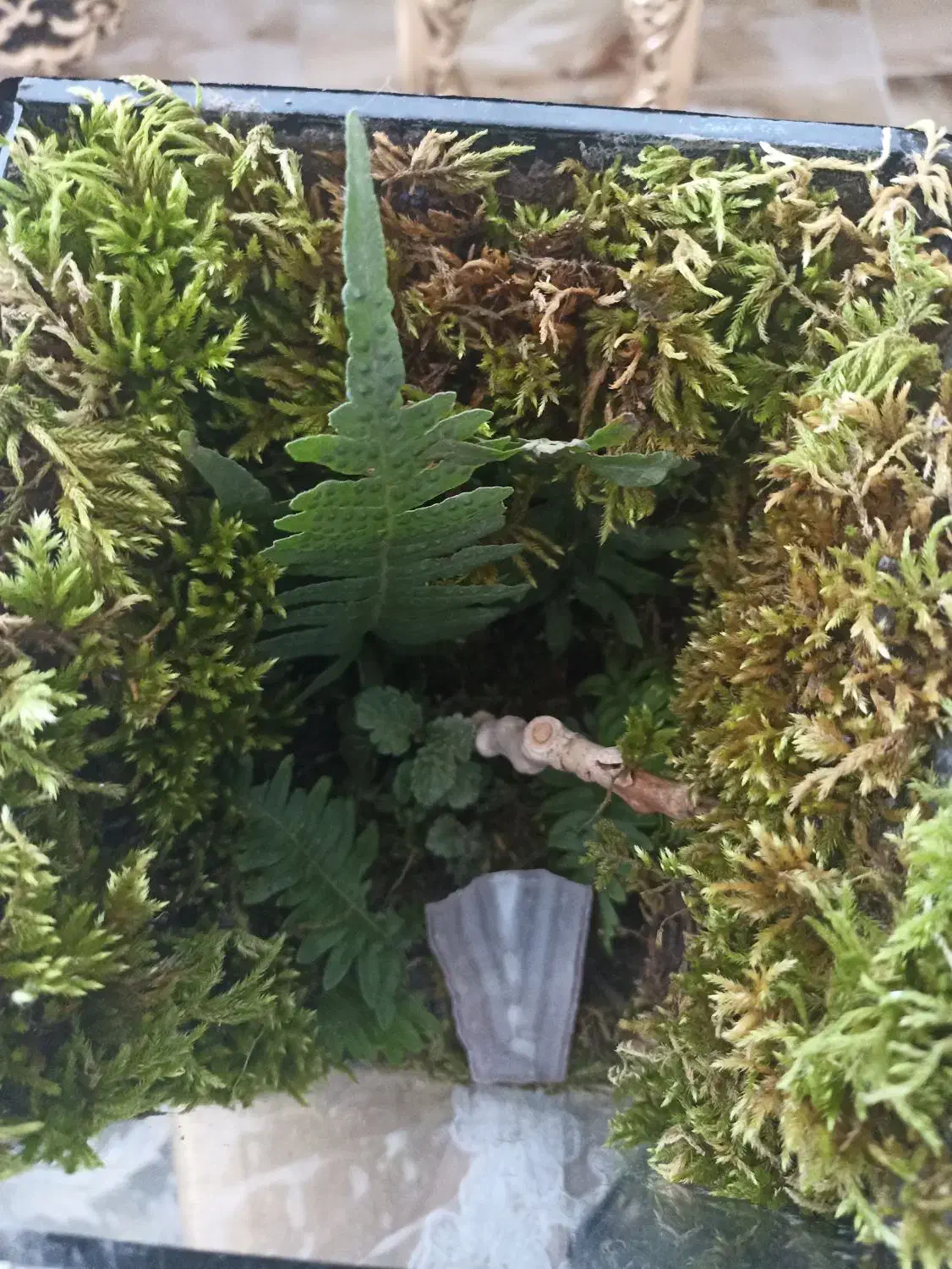 تراریوم هدیه ای خاص|گل و گیاه طبیعی|شاهرود, |دیوار