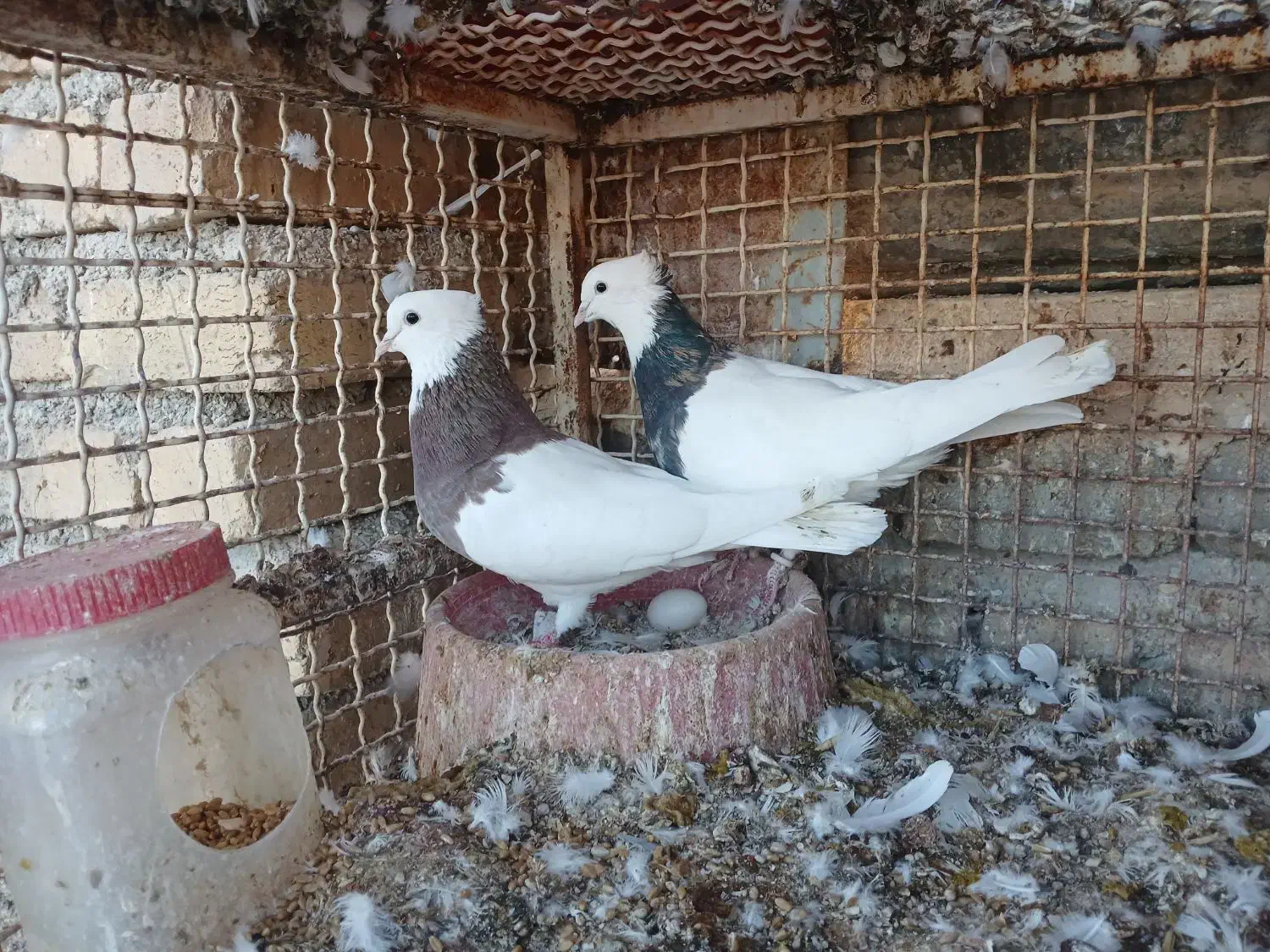 رنگی .کله .سینه .شهری .دم سفید|پرنده|خنج, |دیوار