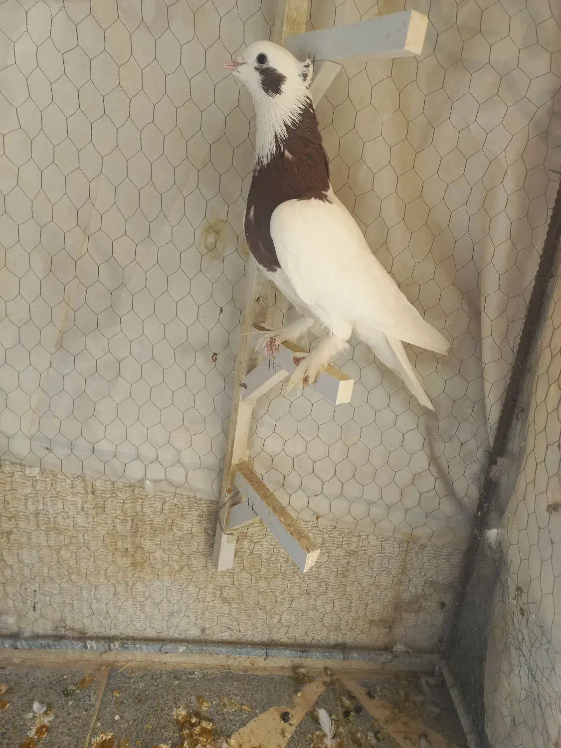 طوقی سرخ نر|پرنده|شیراز, وزیرآباد|دیوار