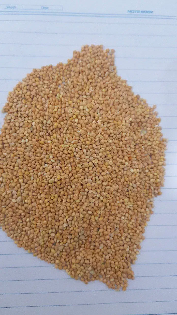 ارزن مرغ عشق عروس هلندی طوطی برزیلی|لوازم جانبی حیوانات|ارومیه, |دیوار