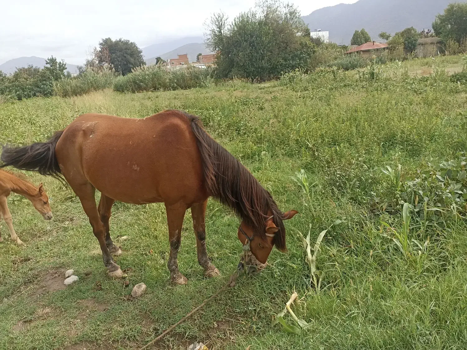 اسب ماده با کره نر|اسب و تجهیزات اسبسواری|آزادشهر, |دیوار