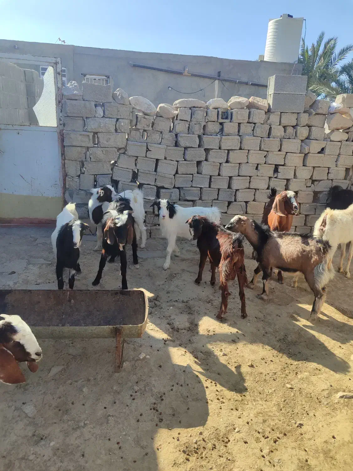 کهره نر و بز چاق|حیوانات مزرعه|خورموج, |دیوار