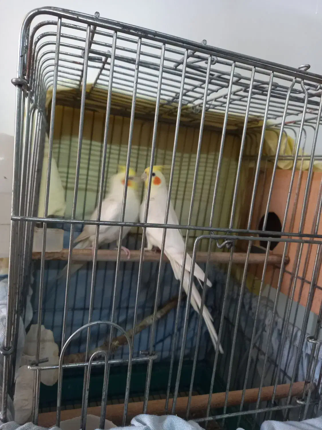 عروس هلندی لوتیتو رام و دستی|پرنده|آمل, |دیوار