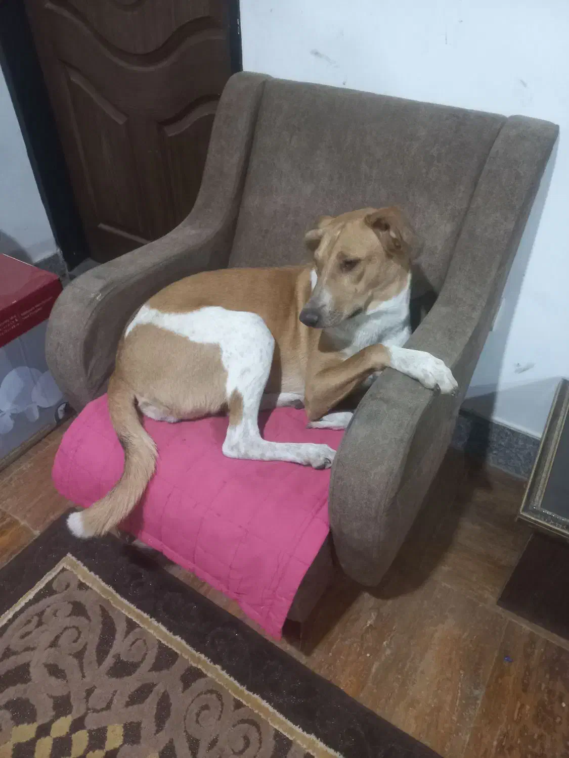 سگ نژاد میکس|سگ|ساری, |دیوار