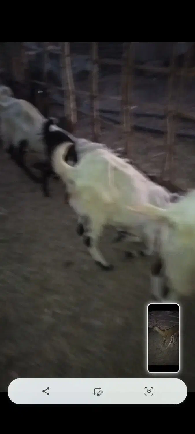 فروش گوسفند|حیوانات مزرعه|جناح, |دیوار