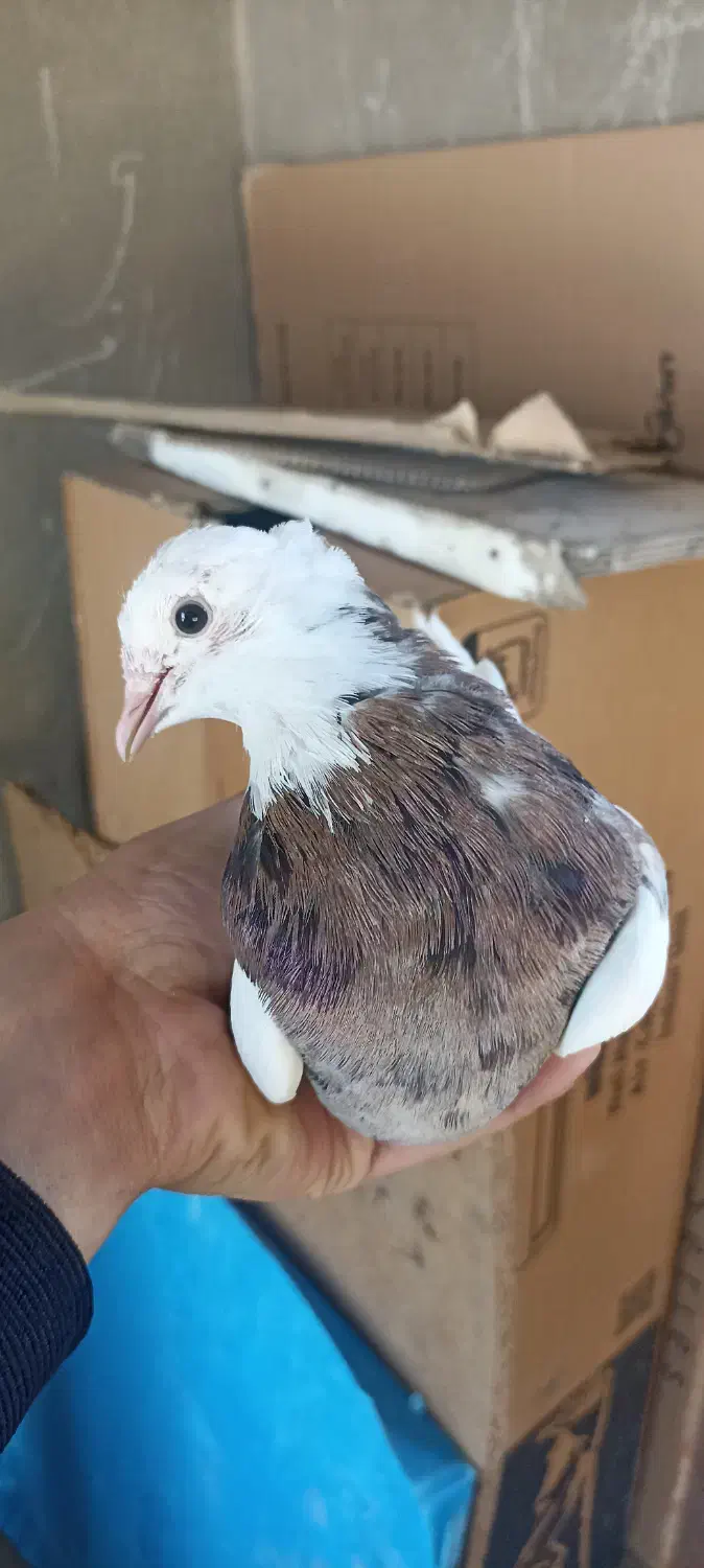 طوقی|پرنده|مسجد سلیمان, |دیوار