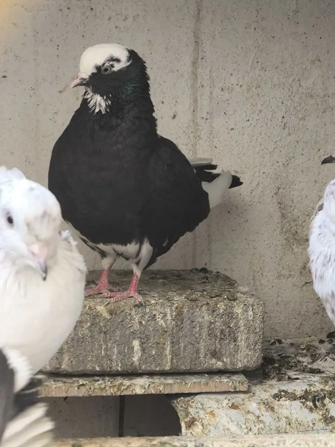 کفتر فروشی|پرنده|پردیس, فاز ۸|دیوار