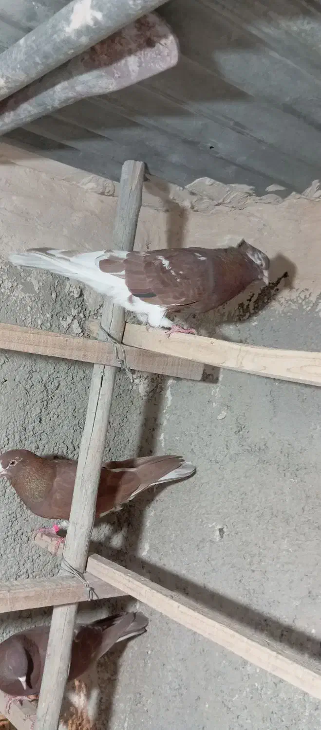 کبوتر|پرنده|قرچک, محمد آباد|دیوار