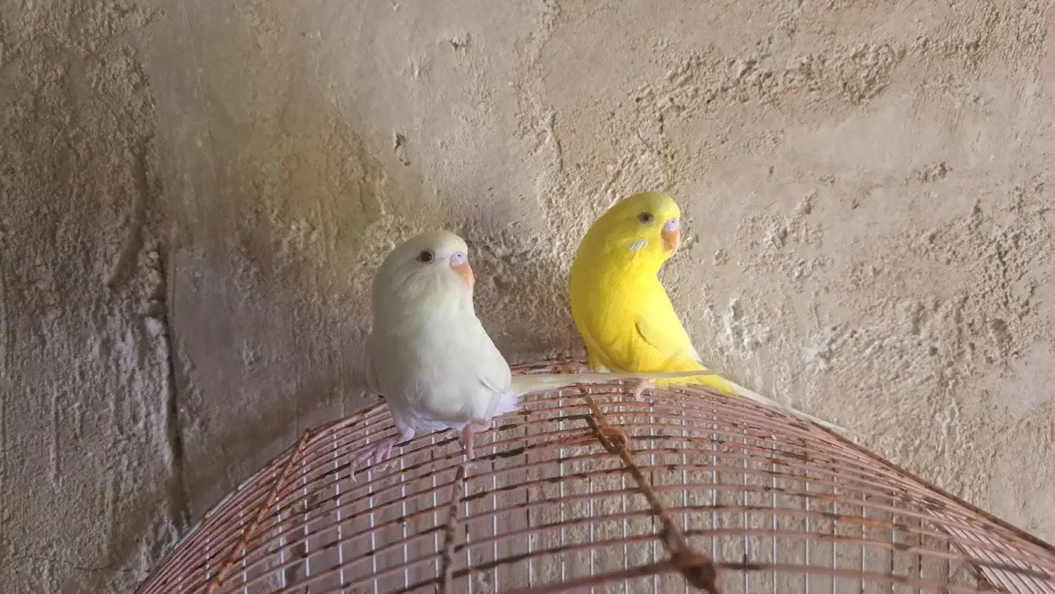 مرغ عشق|پرنده|مرودشت, بیست متری بیمارستان|دیوار