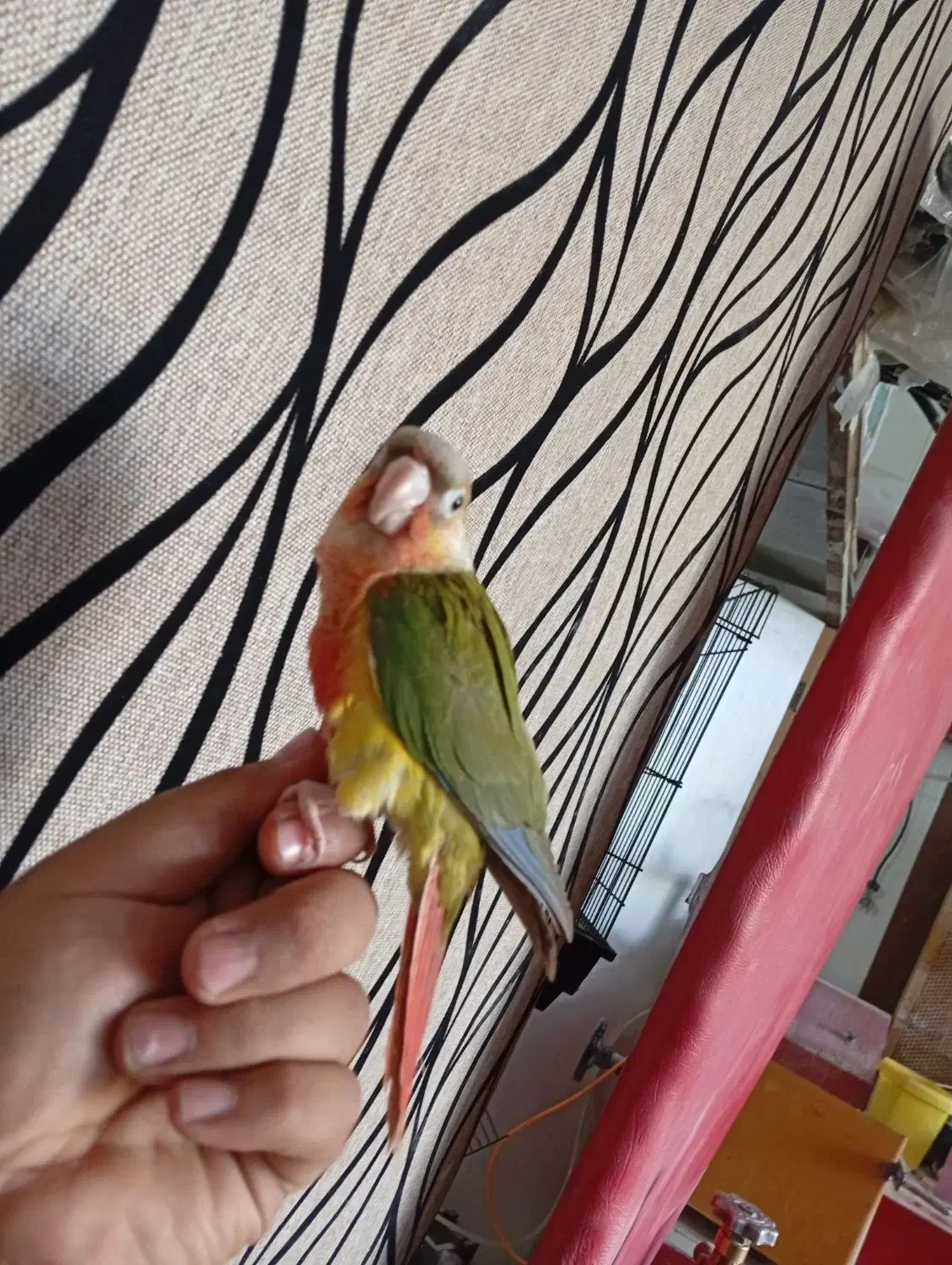 گیرینچیک رد فول دستی|پرنده|قم, شهرک توانیر|دیوار