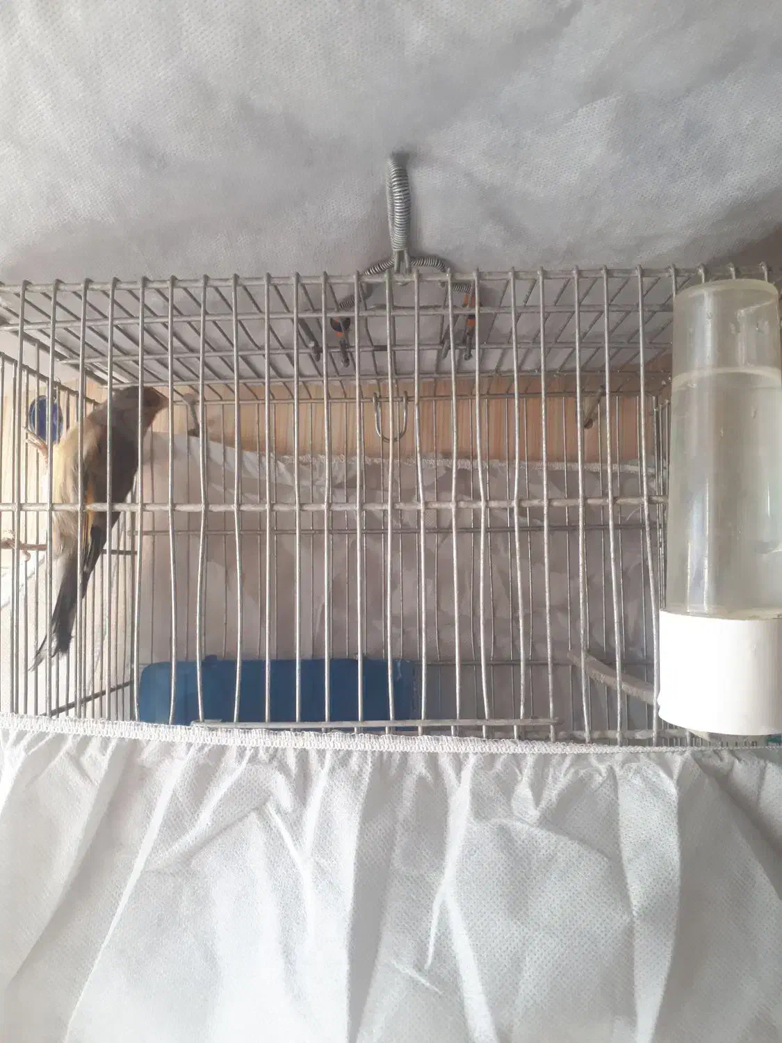 سهره قناری|پرنده|پاکدشت, پاکدشت (مامازند)|دیوار