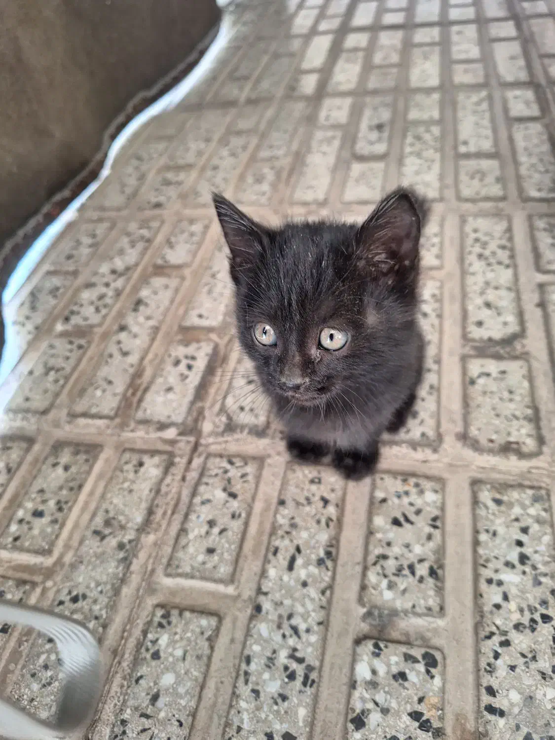 واگذاری بچه گربه.مادرشاباتله گرفتندگرسنه اند|گربه|مبارکه, |دیوار