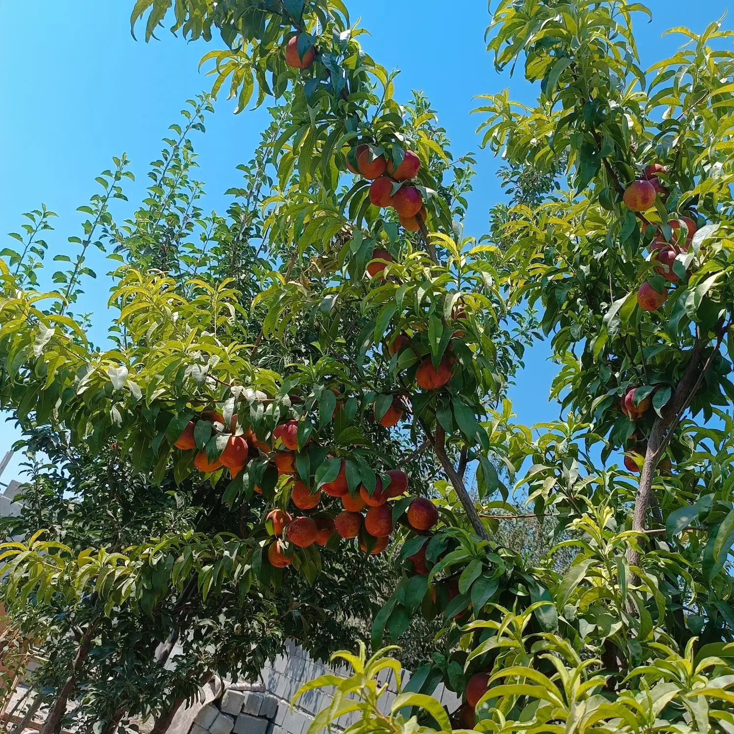 لواشک خانگی|خوردنی و آشامیدنی|تهران, والفجر (افسریه)|دیوار