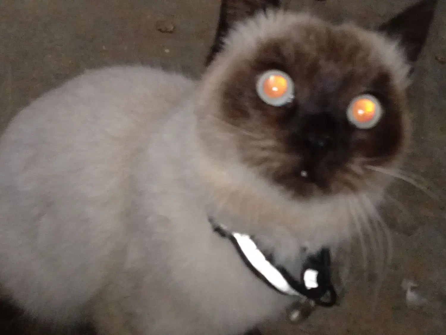 گربه سیامی|گربه|قیدار, |دیوار