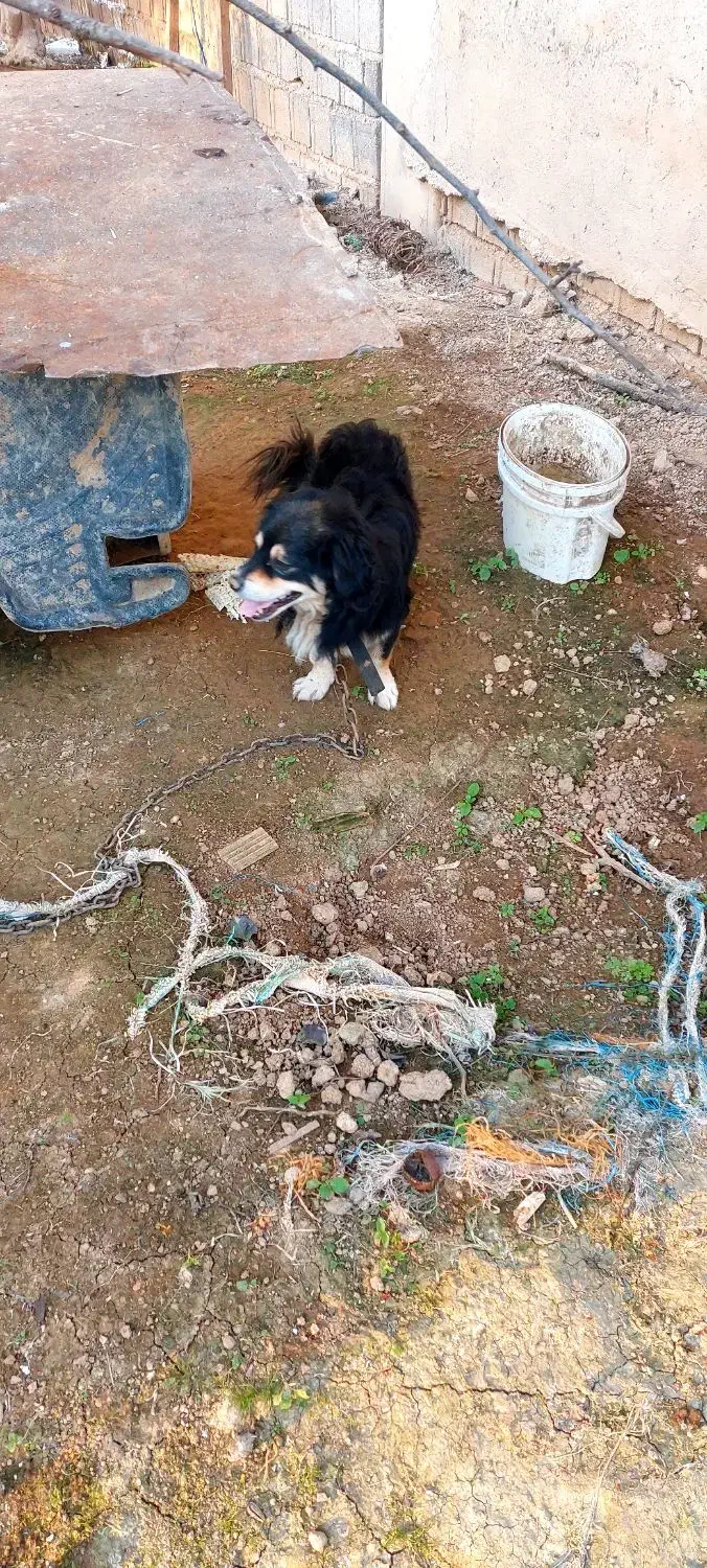 سگ پاکوتاه نر|سگ|بابل, |دیوار