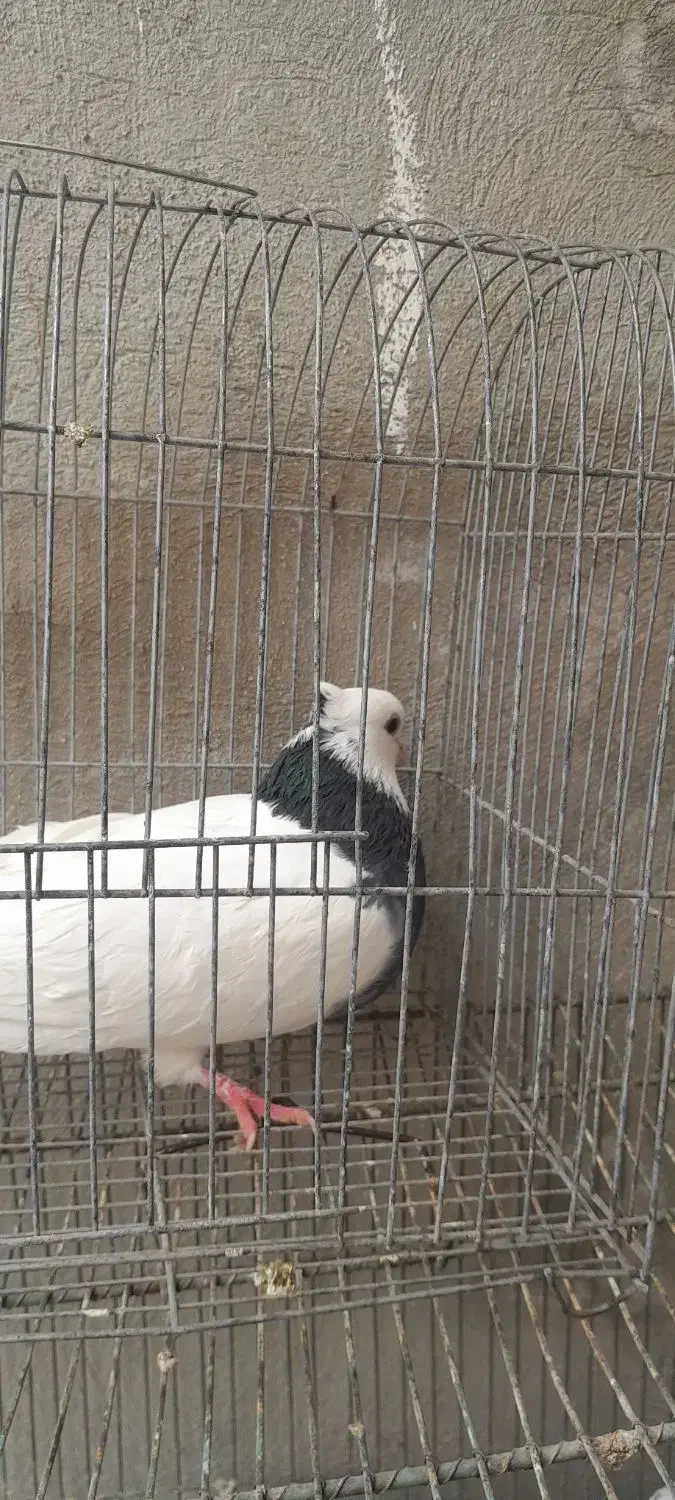 کفتر طوقی|پرنده|ساوه, |دیوار