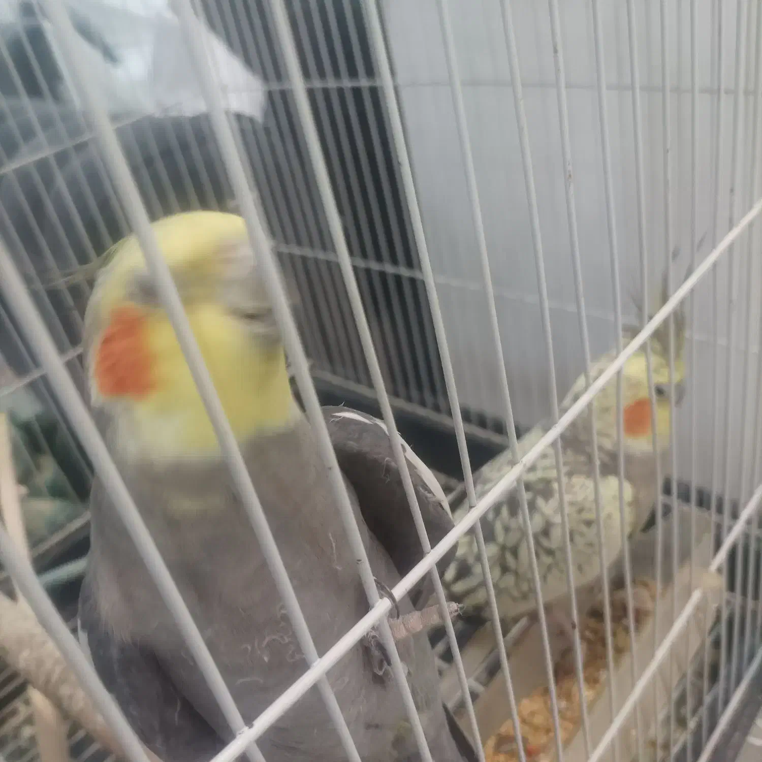 یک جفت عروس هلندی شوخ و بخون|پرنده|بافق, |دیوار