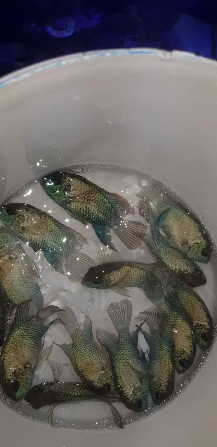 بلواسکات نایف فلاور دیسکس آنجل گوپی اسکار کت فایتر|ماهی|همدان, |دیوار