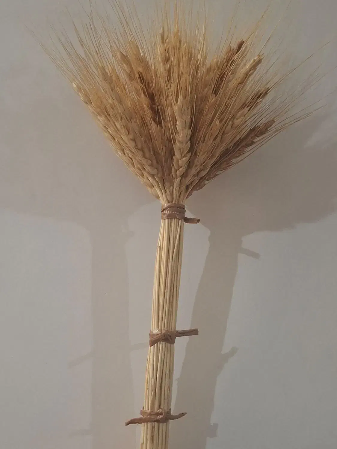 خوشه گندم|گل و گیاه طبیعی|تهران, مخصوص|دیوار