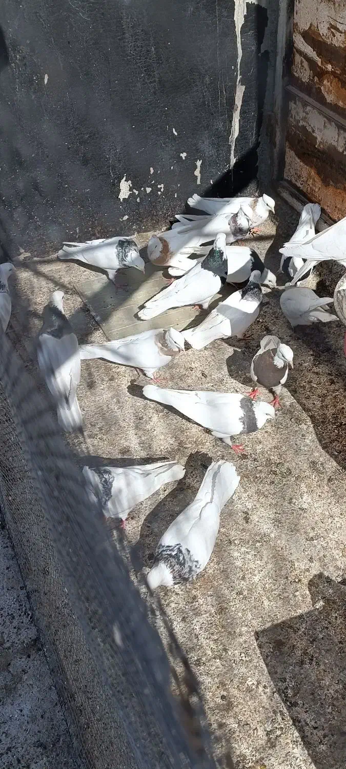 طوقی ساده|پرنده|گلپایگان, |دیوار