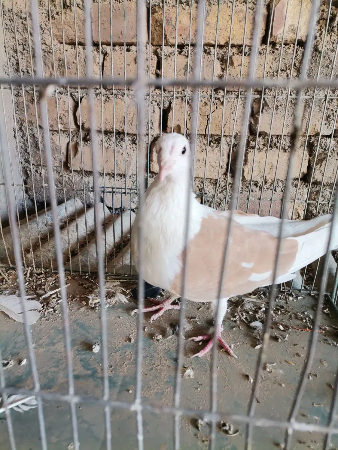 خوش رنگ زاغ دوکت طوقی|پرنده|مبارکه, |دیوار