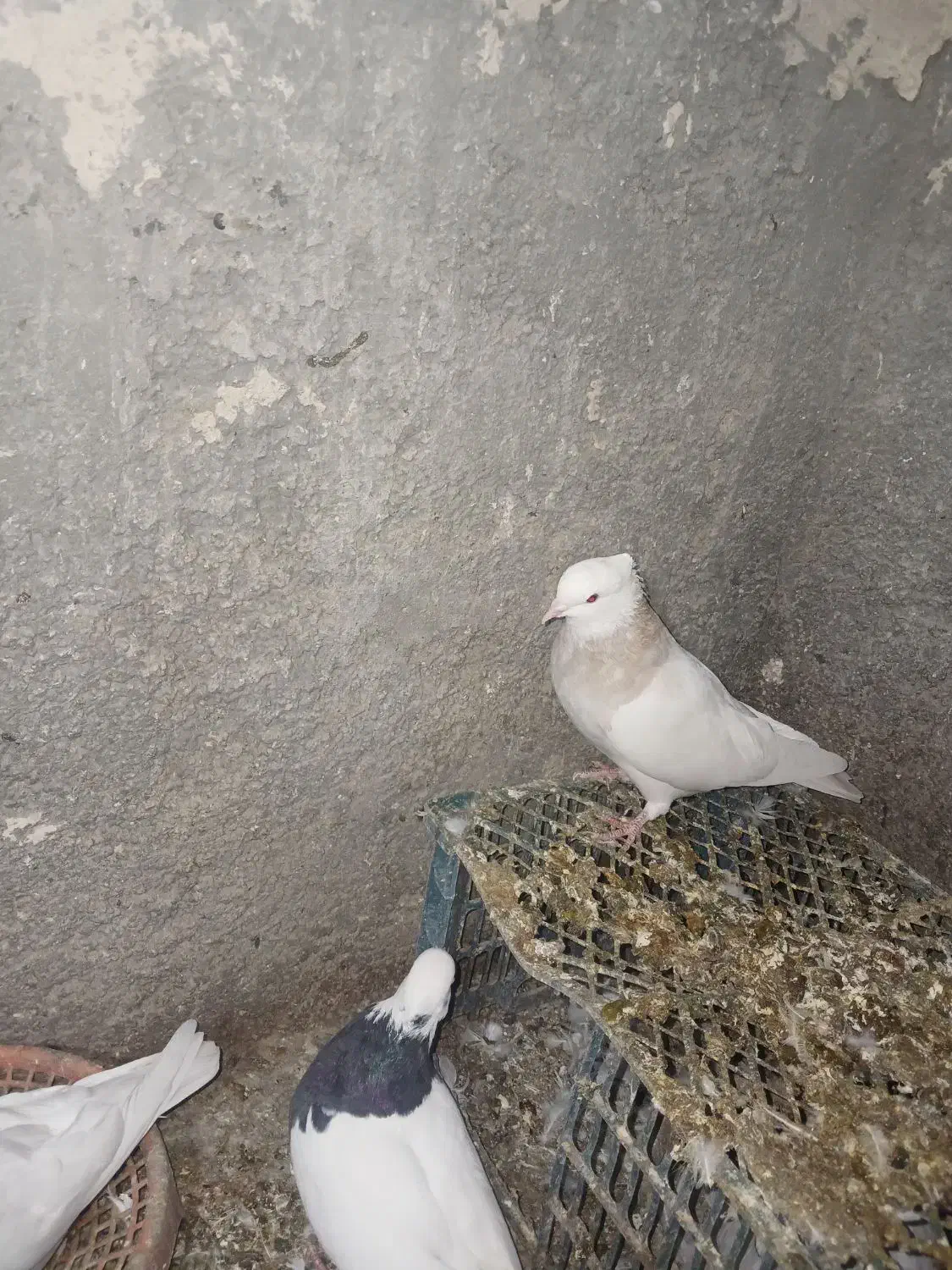 فروش کبوتر|پرنده|مریوان, |دیوار