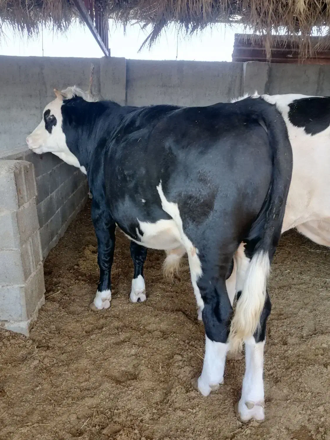 دو راس گوساله سیمینتال|حیوانات مزرعه|کازرون, |دیوار