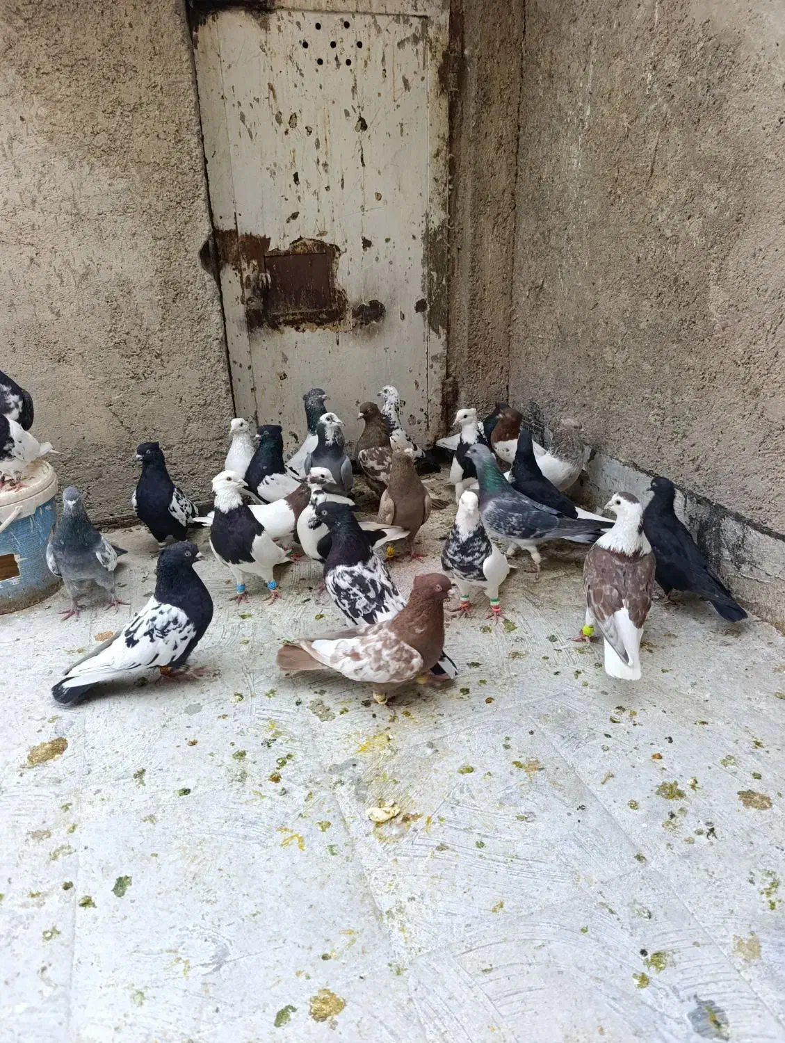 کبوتر بهبهانی|پرنده|شیراز, گویم|دیوار