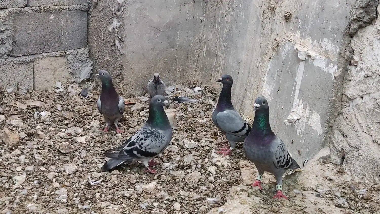 پلاکی سینه سفید|پرنده|شیراز, دروازه اصفهان|دیوار