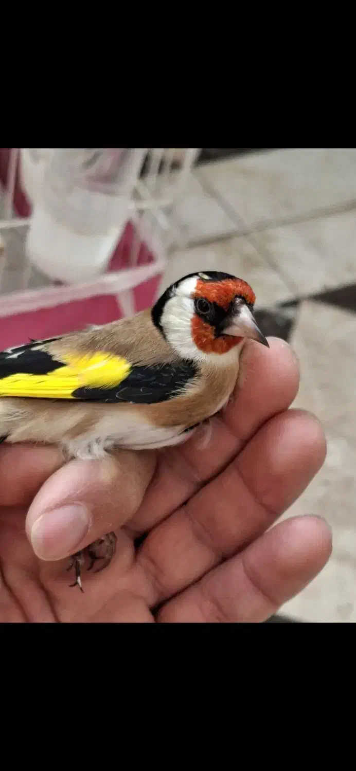 سهره حلب.چهارگل.شهرستانم قابل ارسال|پرنده|کرمانشاه, |دیوار