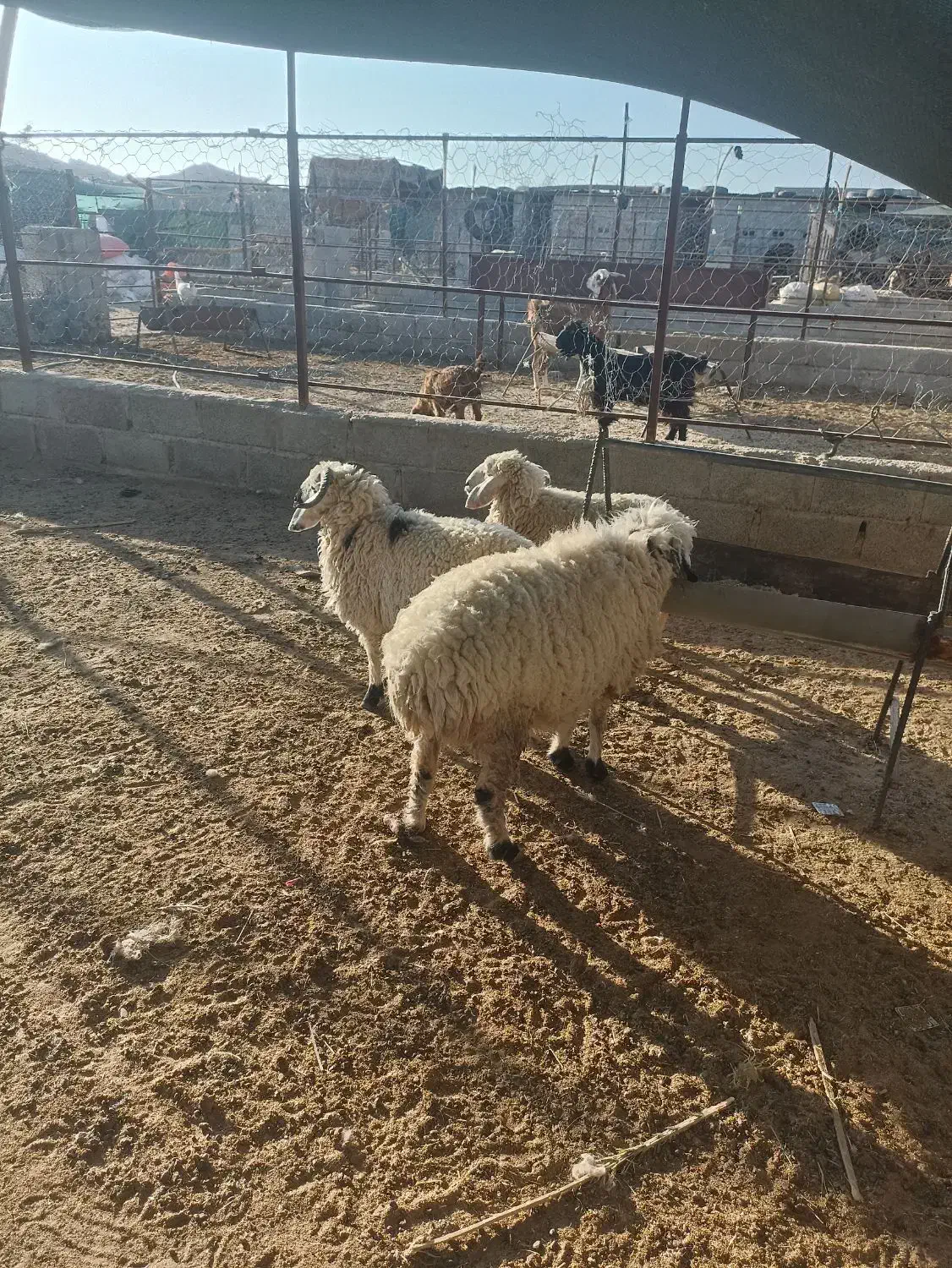 میش با دوتا بره|حیوانات مزرعه|سراوان, |دیوار