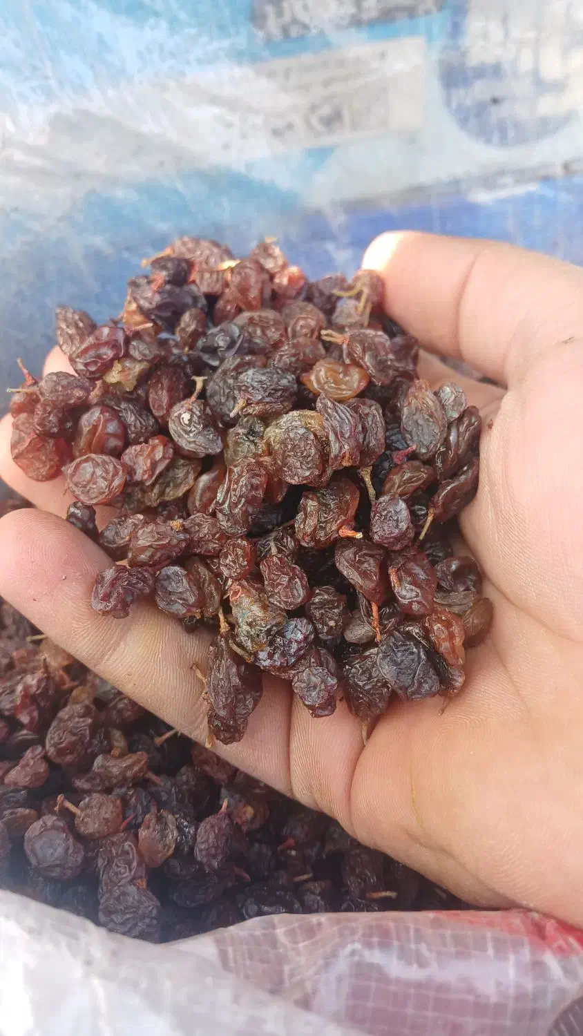 کشمش درجه یک مراغه|خوردنی و آشامیدنی|ممقان, |دیوار