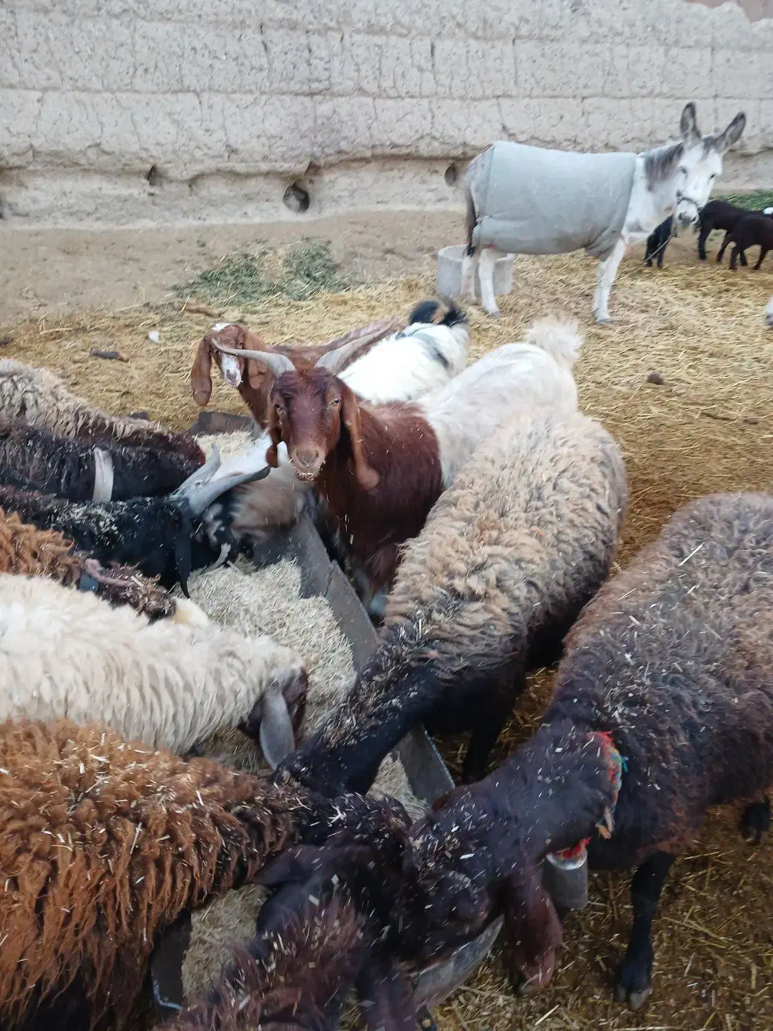 فروش کلار سانن|حیوانات مزرعه|اصفهان, قائمیه|دیوار