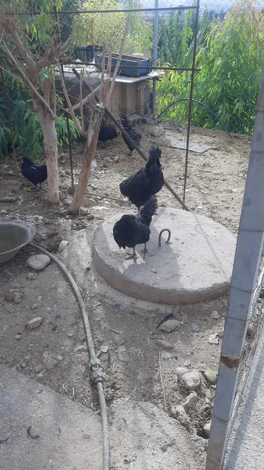 مرغ وخروس ایام سمانی|حیوانات مزرعه|سرپل ذهاب, |دیوار