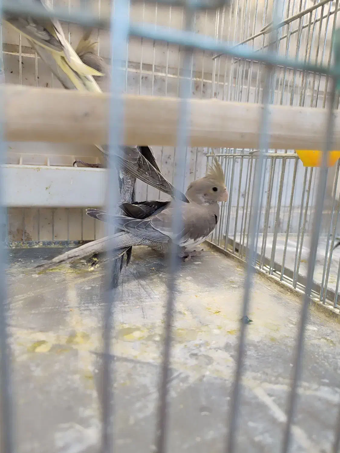 جوجه سرلاکی عروس|پرنده|زنجان, |دیوار