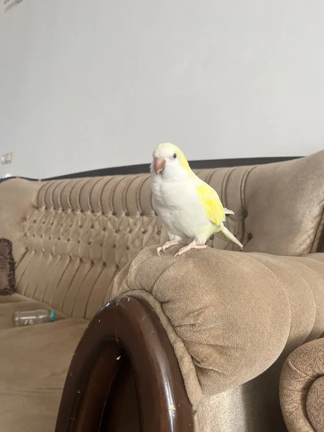 راهب گمشده مژدگانی ۲۰ملیونی|حیوانات|تربتحیدریه, مظفریه|دیوار