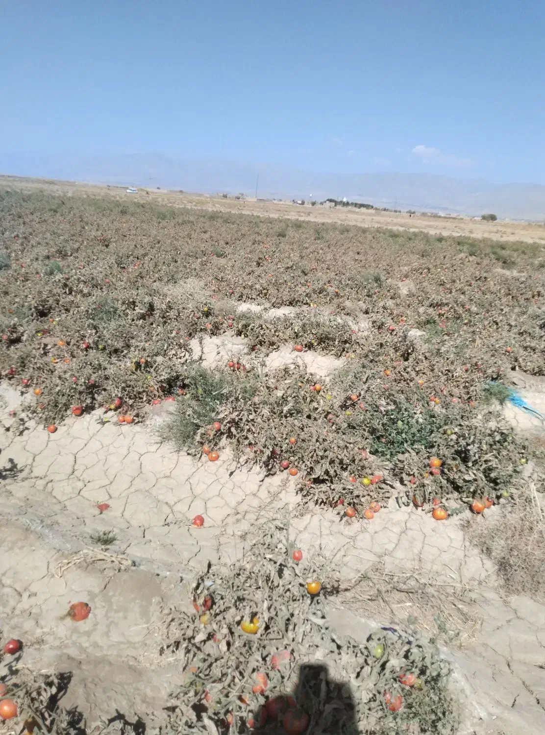 گرجه‌ربی‌تک‌چین‌از‌پانزده‌تومان‌به‌بالا|حراج|اسحاق آباد, |دیوار