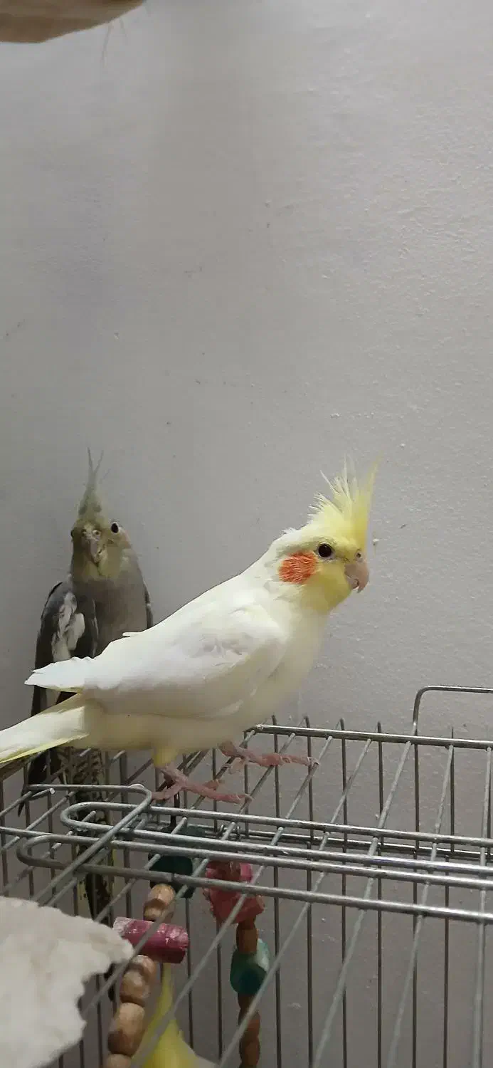 عروس هلندی خونگی یک ساله|پرنده|کوچصفهان, |دیوار