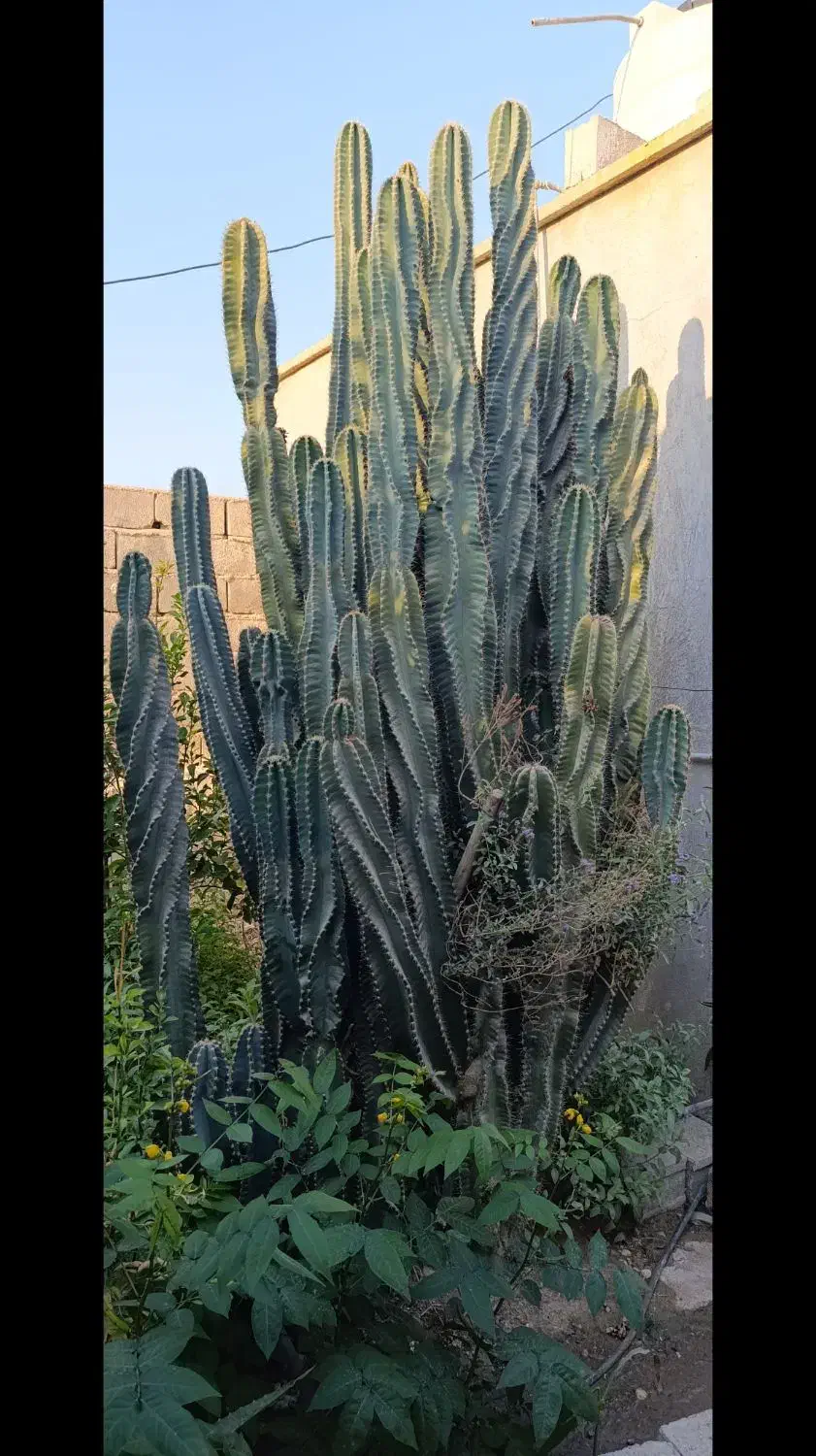 فروش درخت کاکتوس در بادوله. کاکی|گل و گیاه طبیعی|کاکی, |دیوار