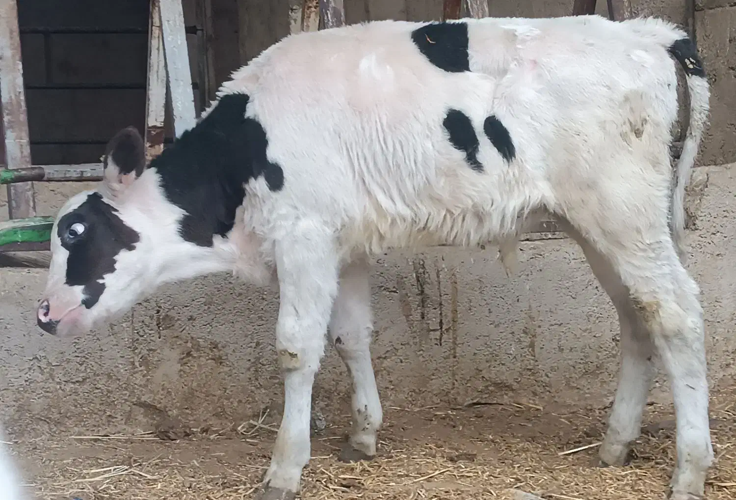 گوساله نر گاو حذفی|حیوانات مزرعه|شیراز, سعدیه جنوبی|دیوار