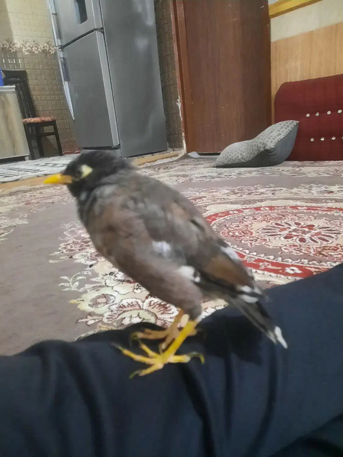 مرغ مینا نر دستی افقانی|پرنده|امیدیه, |دیوار