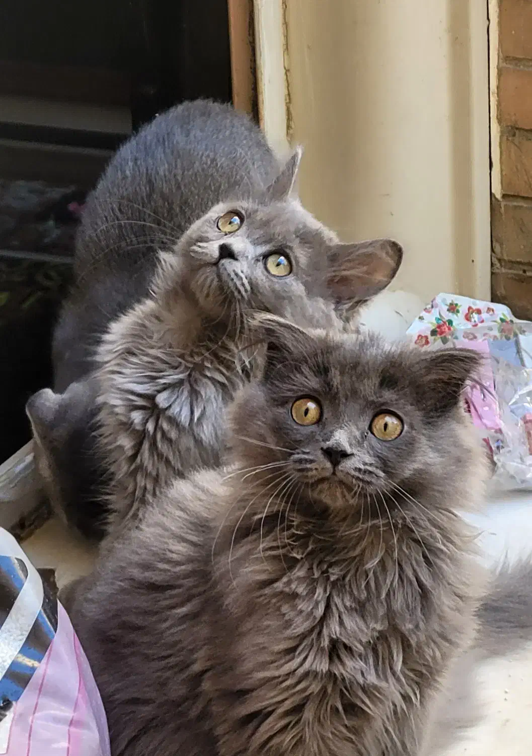 بچه گربه های سه ماهه اسکاتیش اصیل(نر و ماده)|گربه|همدان, |دیوار