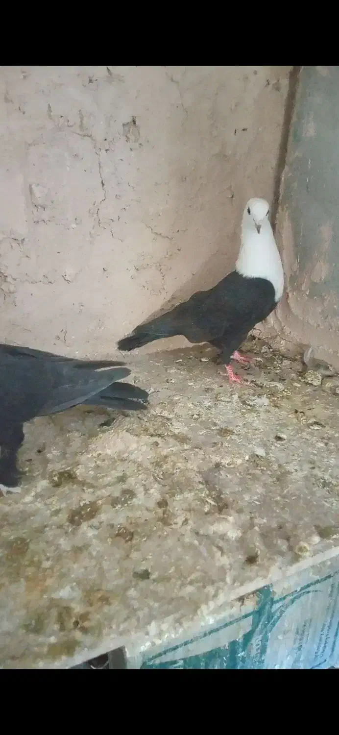 کله سفید|پرنده|مبارکه, |دیوار
