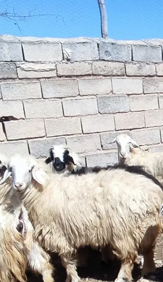 گوسفند|حیوانات|ارسنجان, |دیوار