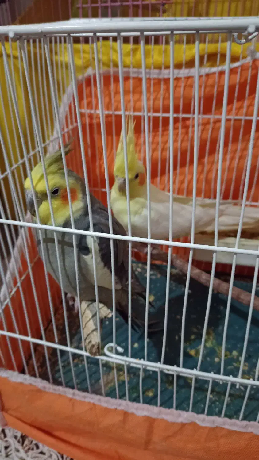 یک جفت عروس هلندی مولد جوان و سالم|پرنده|کبودرآهنگ, |دیوار