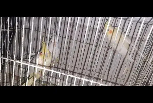 عروس هلندی|پرنده|پلدشت, |دیوار