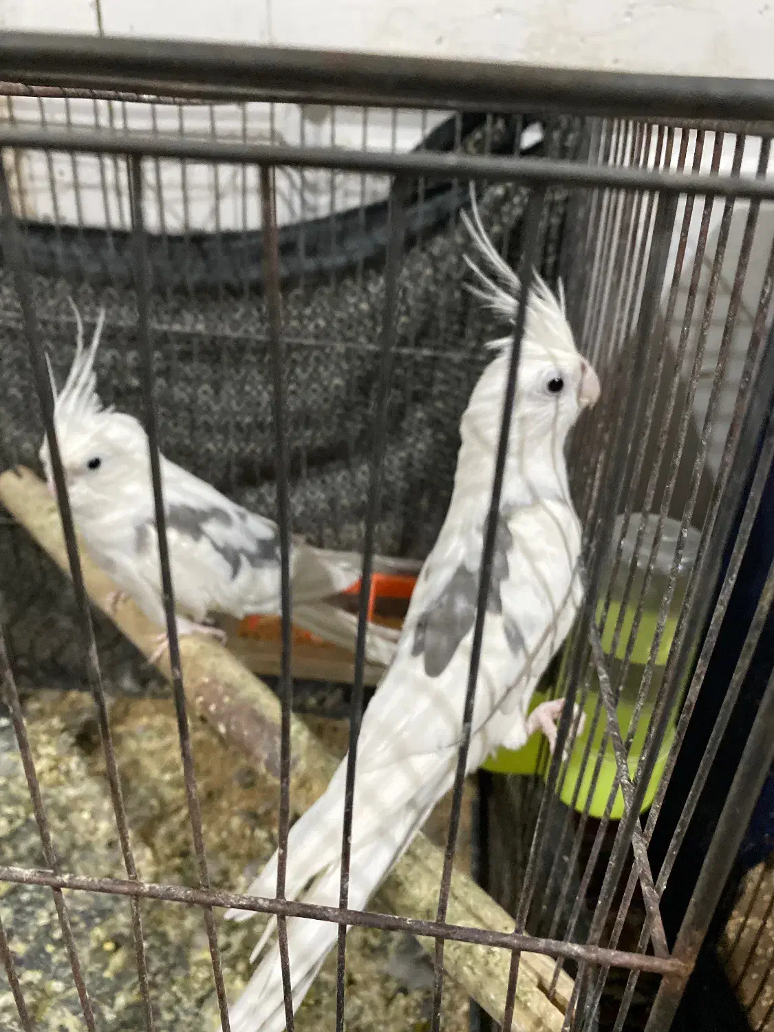 عروس هلندی البینو دو کت|پرنده|درگز, |دیوار