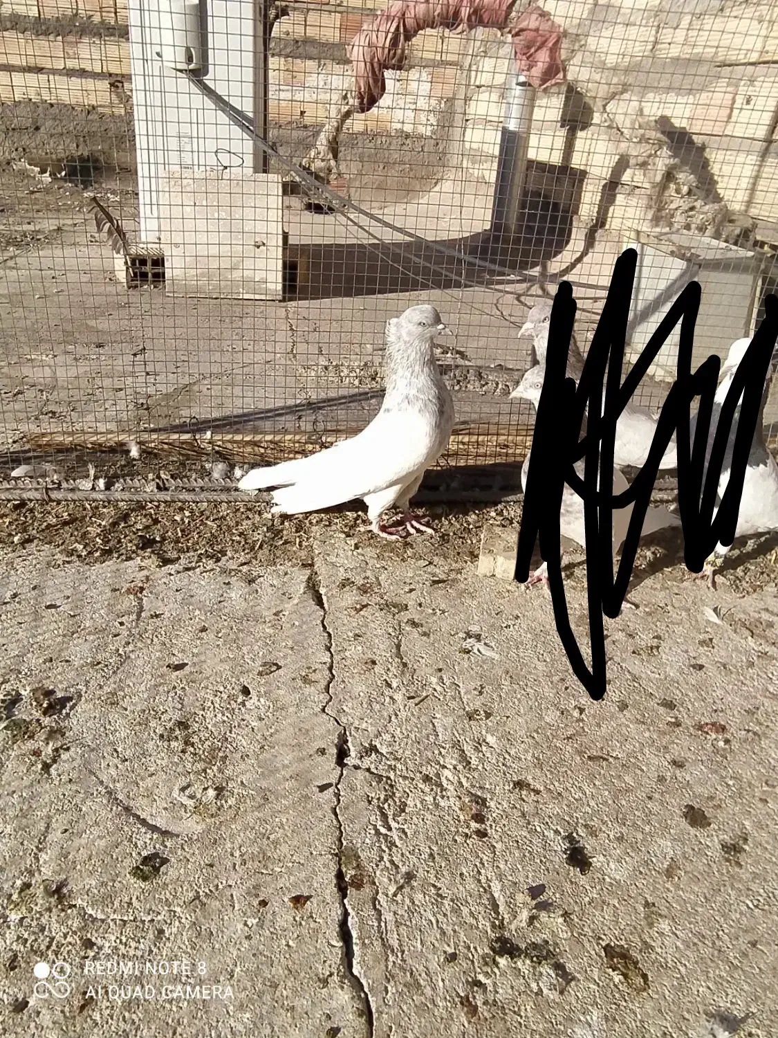 کله الماسی نر عروسک معامله با پشتدار ماده|پرنده|بم, |دیوار