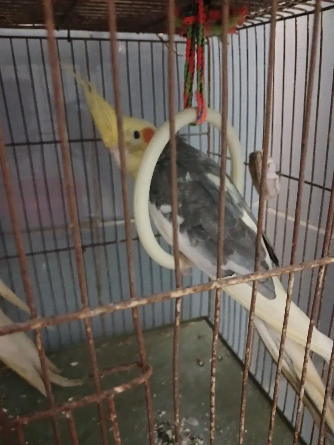 پرنده عروس نر وماده|پرنده|رشت, کوی مهر|دیوار